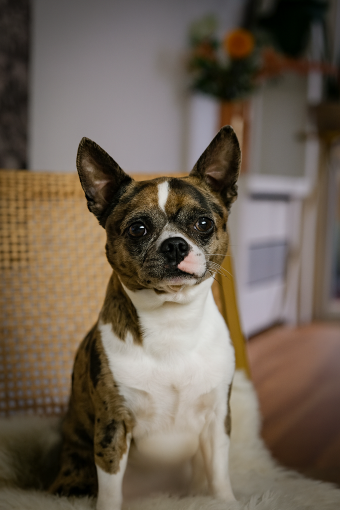 LEF kantoor hond Pedro